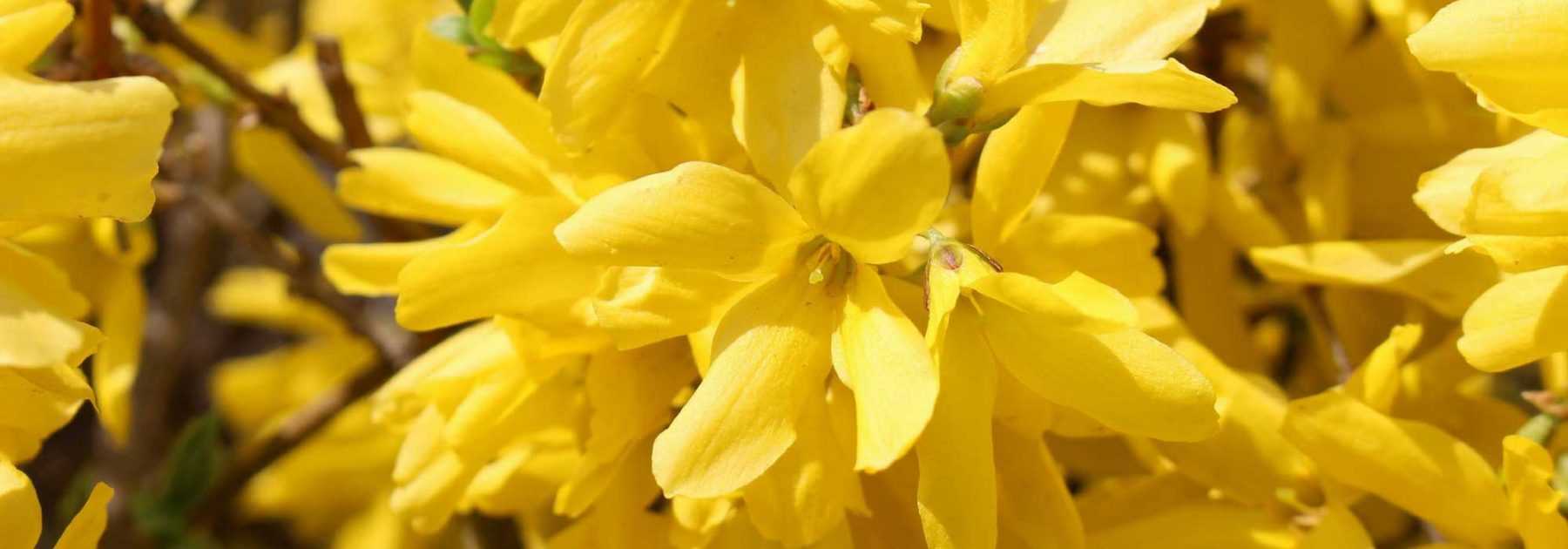 Forsythie: Pflanzen, Schneiden und Pflegen