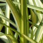 Phormium, Neuseelandflachs: Pflanzung, Schnitt, Pflege