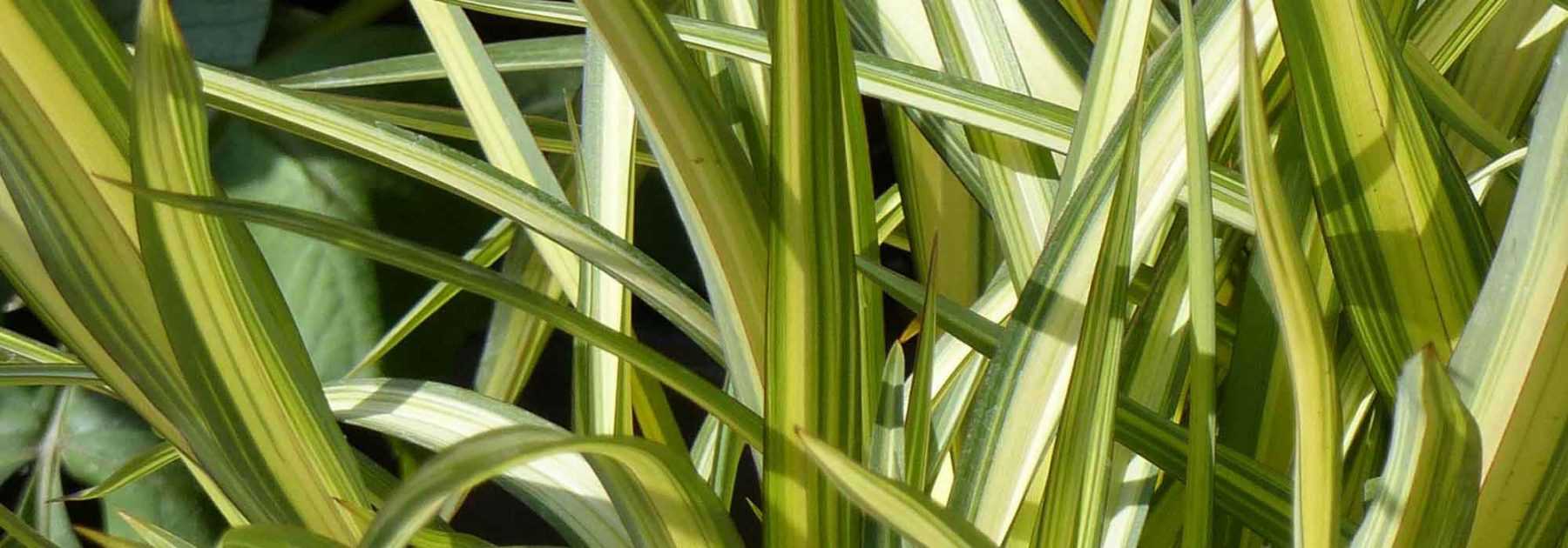 Phormium, Neuseelandflachs: Pflanzung, Schnitt, Pflege