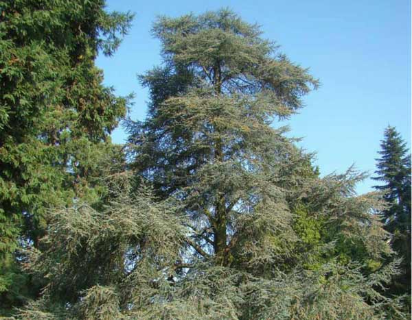 5 große Nadelgehölze für einen charaktervollen Garten
