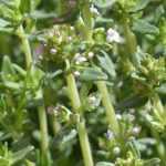 Thymian: Anbau, Pflanzung und Schnitt
