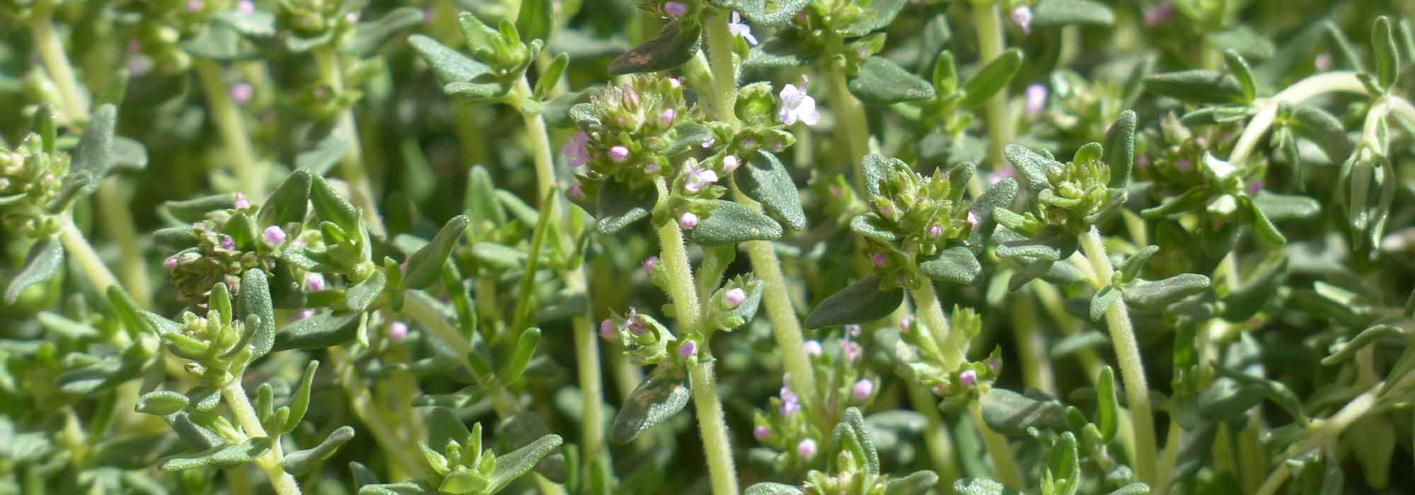 Thymian: Anbau, Pflanzung und Schnitt