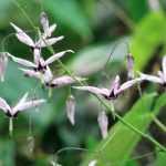 Elfenblume, Epimedium: Pflanzen, Pflegen und Vermehren