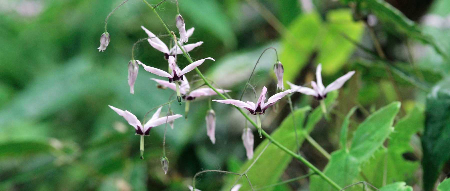 Elfenblume, Epimedium: Pflanzen, Pflegen und Vermehren