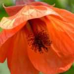 Abutilon: Pflanzen, Schneiden, Pflegen