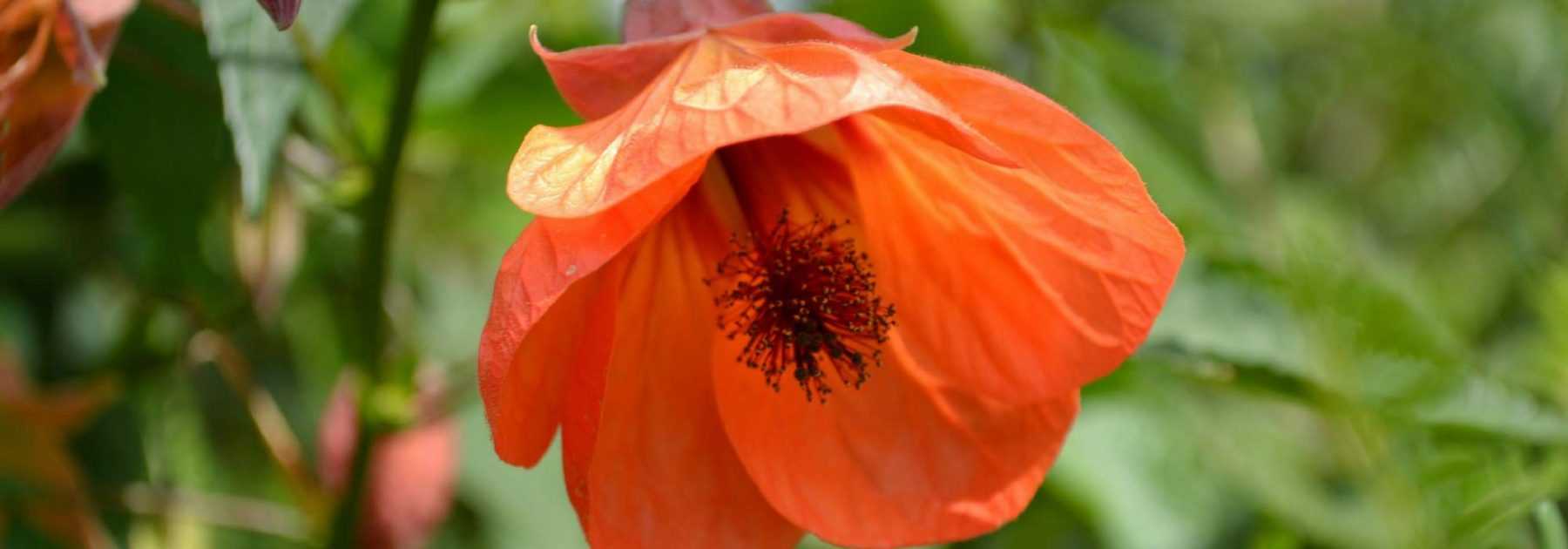 Abutilon: Pflanzen, Schneiden, Pflegen
