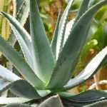 Agave: Pflanzen, Pflegen und Kultivieren