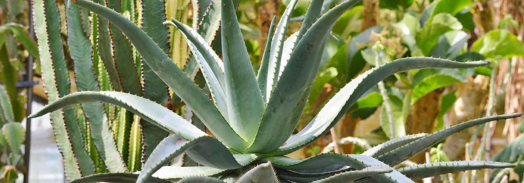 Agave: Pflanzen, Pflegen und Kultivieren