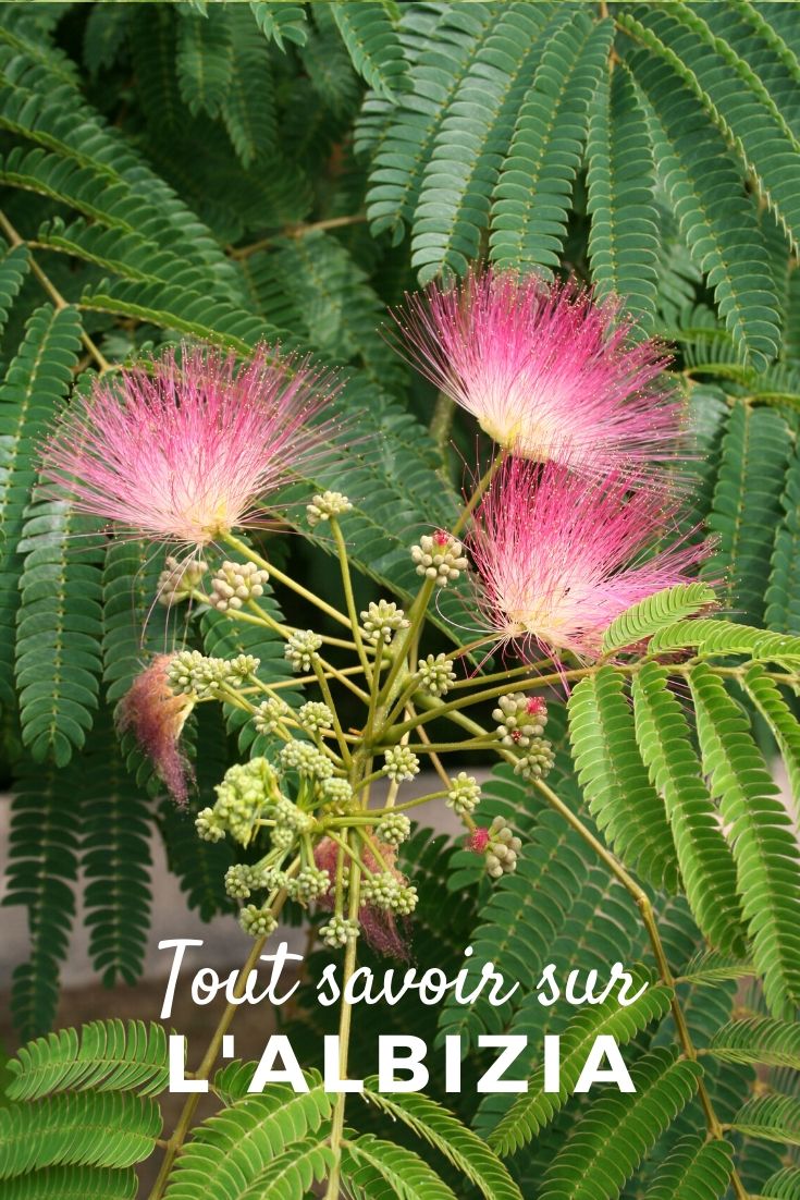 Albizia, Seidenbaum: Kulturanleitung