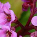 Bergenia, Schuhmacherpflanze: Pflanzung, Pflege und Kultivierung