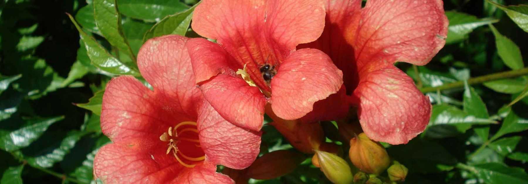 Bignonia: Pflanzen, Schneiden, Vermehren