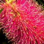 Callistemon, Flaschenputzer: Pflanzen, Schneiden, Pflegen