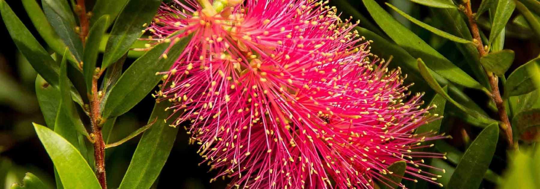 Callistemon, Flaschenputzer: Pflanzen, Schneiden, Pflegen