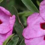 Zistrose, Cistus: Pflanzung, Schnitt und Pflege