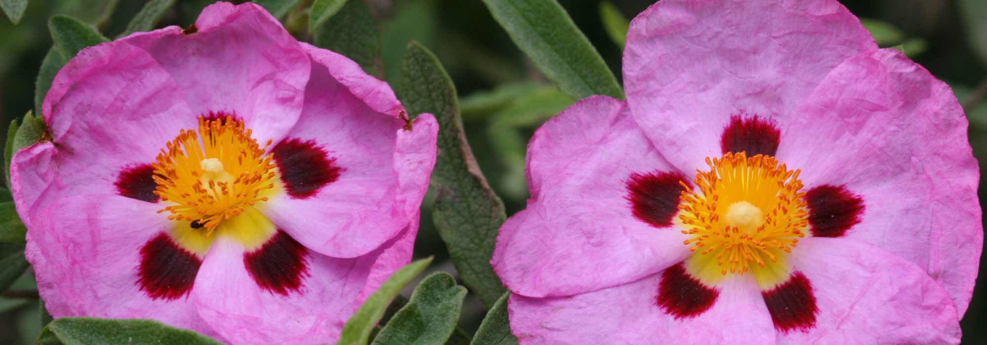Zistrose, Cistus: Pflanzung, Schnitt und Pflege
