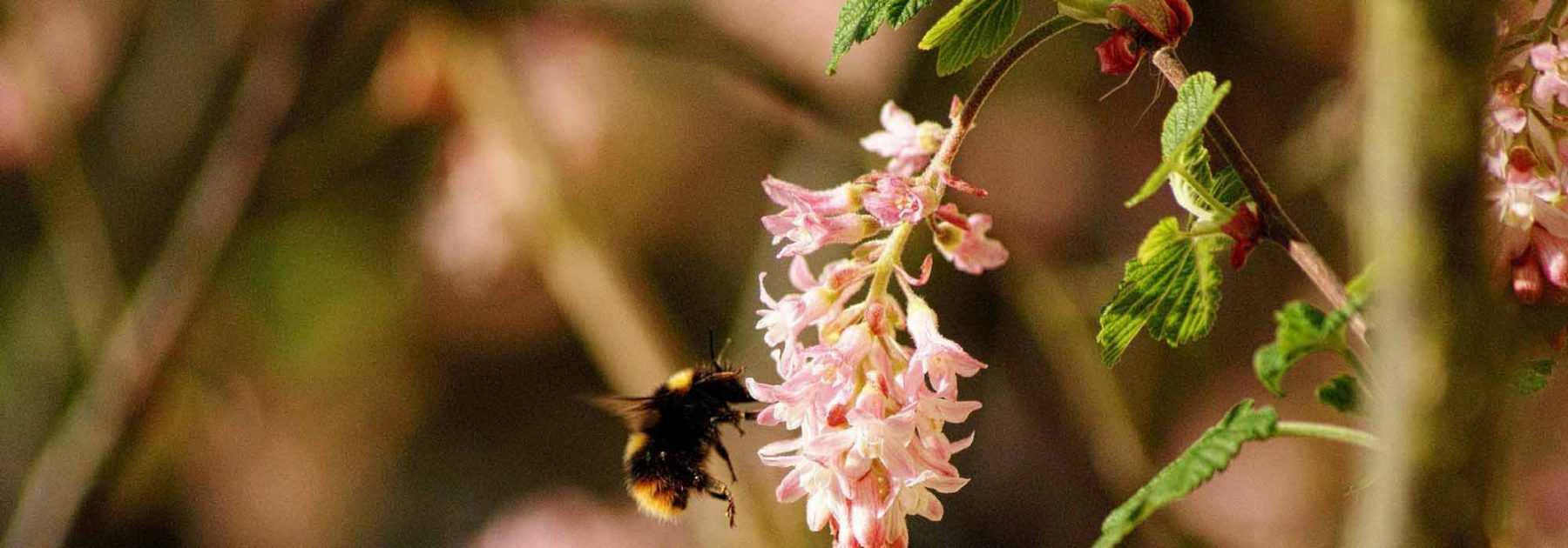 Blut-Johannisbeere, Ribes: Pflanzung, Schnitt und Pflege