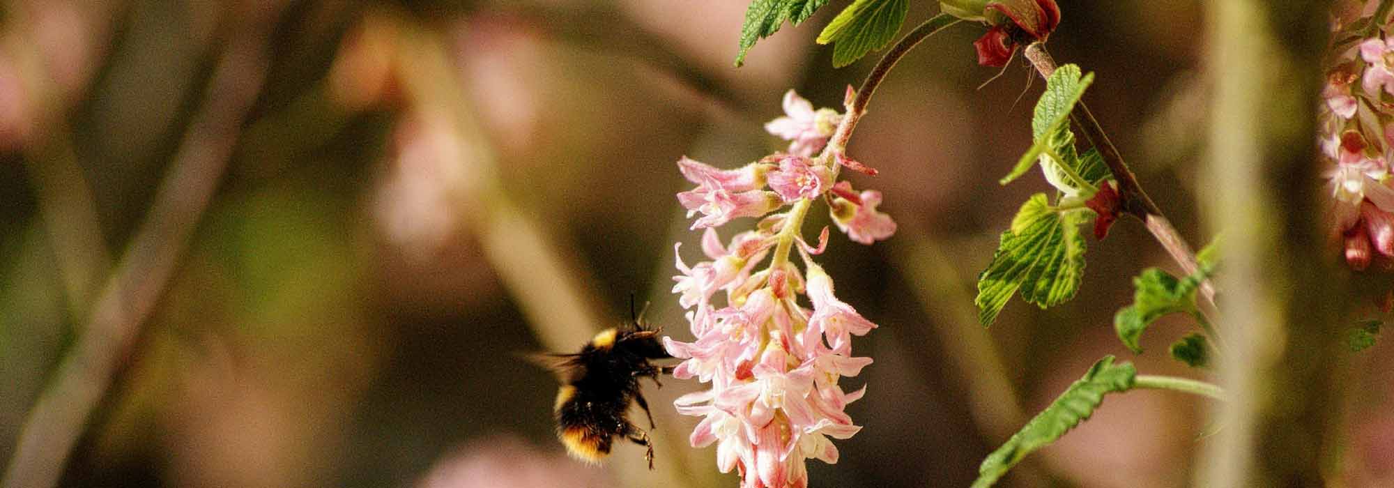 Blut-Johannisbeere, Ribes: Pflanzung, Schnitt und Pflege