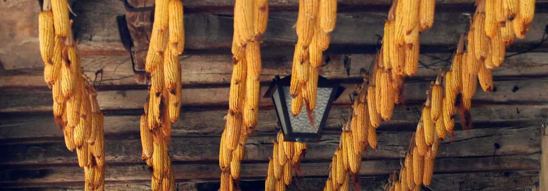 Der Anbau von Zuckermais: Säen, Pflanzen, Ernten