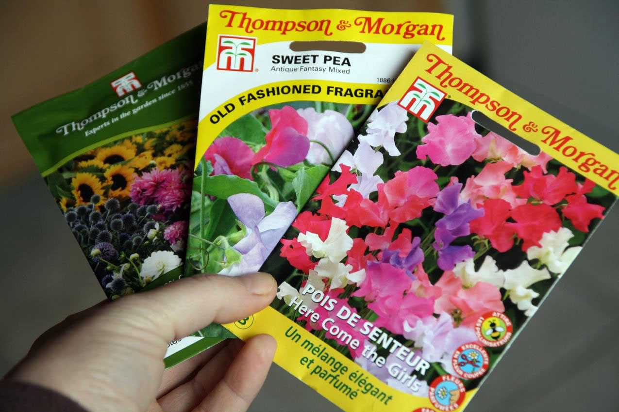 Wie gelingt die Aussaat von Gartenwicken? – Anleitung
