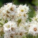 Spierstrauch, Spiraea: Pflanzen, Schneiden und Pflegen