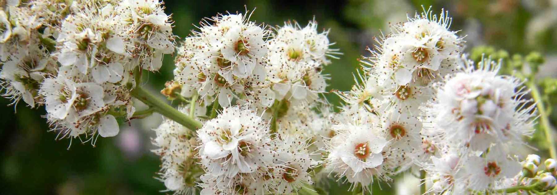 Spierstrauch, Spiraea: Pflanzen, Schneiden und Pflegen