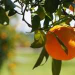 Zitronenbäume, Orangenbäume und andere Zitruspflanzen: Pflanzen und Pflege im Topf oder Garten
