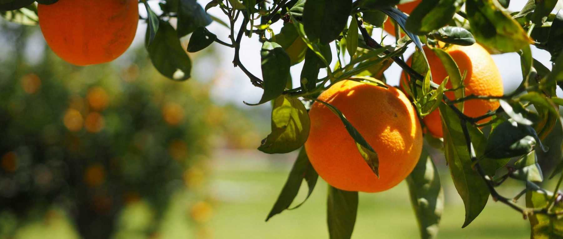 Zitronenbäume, Orangenbäume und andere Zitruspflanzen: Pflanzen und Pflege im Topf oder Garten