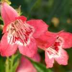 Penstemon: Pflanzung, Schnitt und Pflege