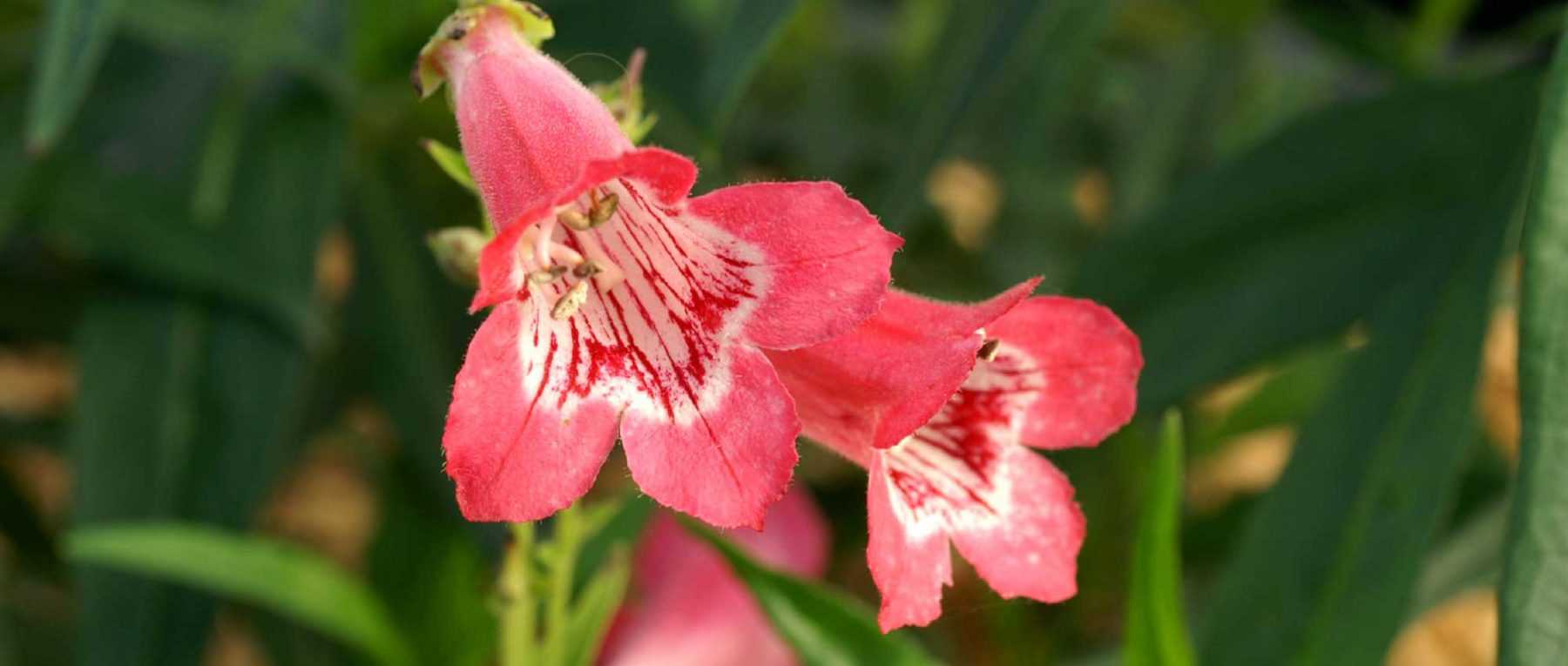 Penstemon: Pflanzung, Schnitt und Pflege