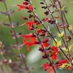 Die Salbei, Salvia: Pflanzung, Schnitt, Pflege