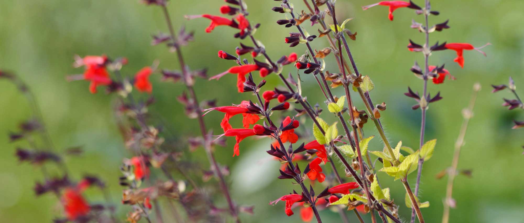 Die Salbei, Salvia: Pflanzung, Schnitt, Pflege