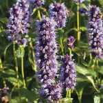 Agastache: Pflanzen, Pflegen und Kultivieren