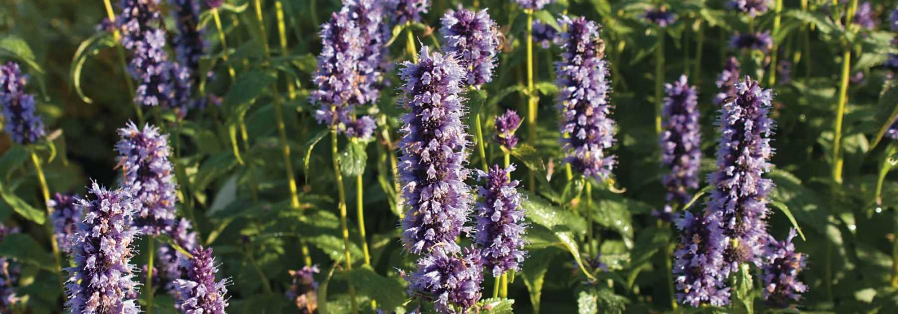 Agastache: Pflanzen, Pflegen und Kultivieren