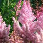 Astilbe: Pflanzung, Pflege und Kultivierung