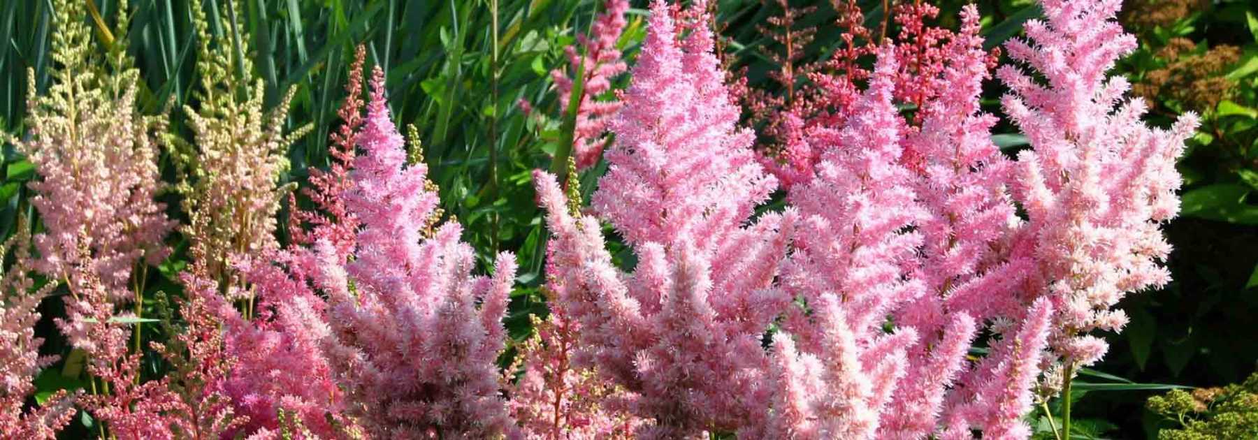 Astilbe: Pflanzung, Pflege und Kultivierung