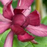 Calycanthus oder Anemonenbaum: Pflanzen, Schneiden und Pflegen