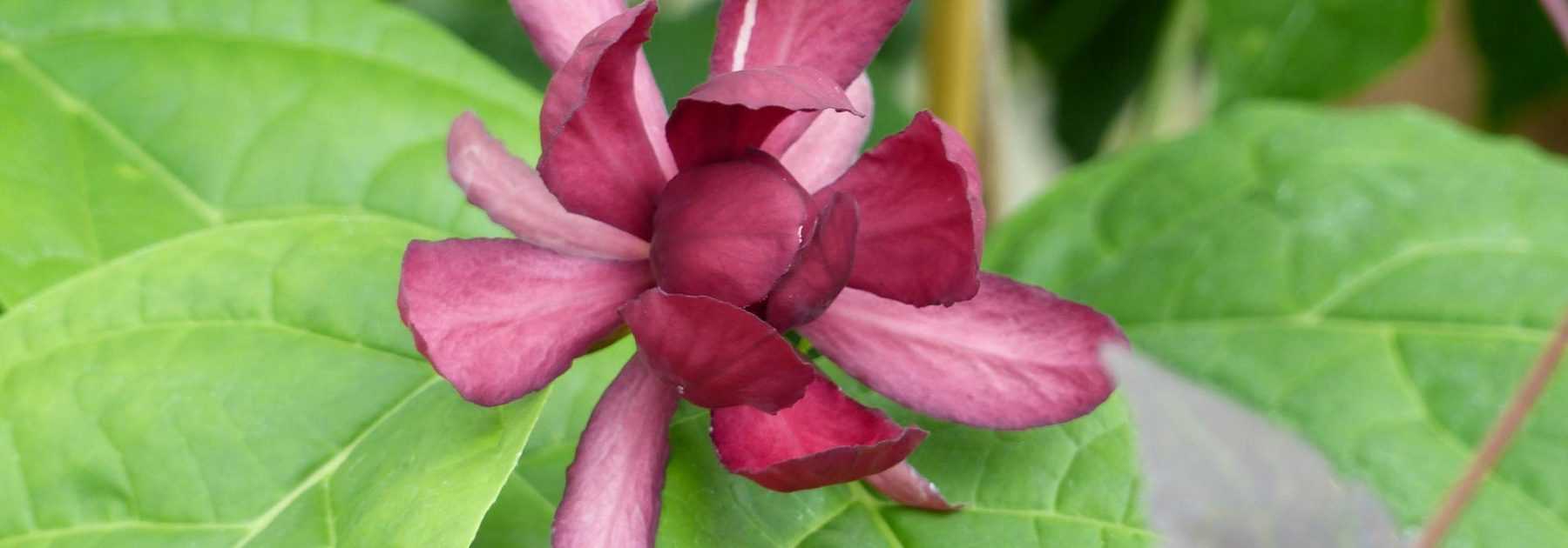 Calycanthus oder Anemonenbaum: Pflanzen, Schneiden und Pflegen