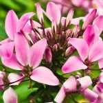 Spinnenblume, Cleome: Aussaat, Pflanzung und Pflege