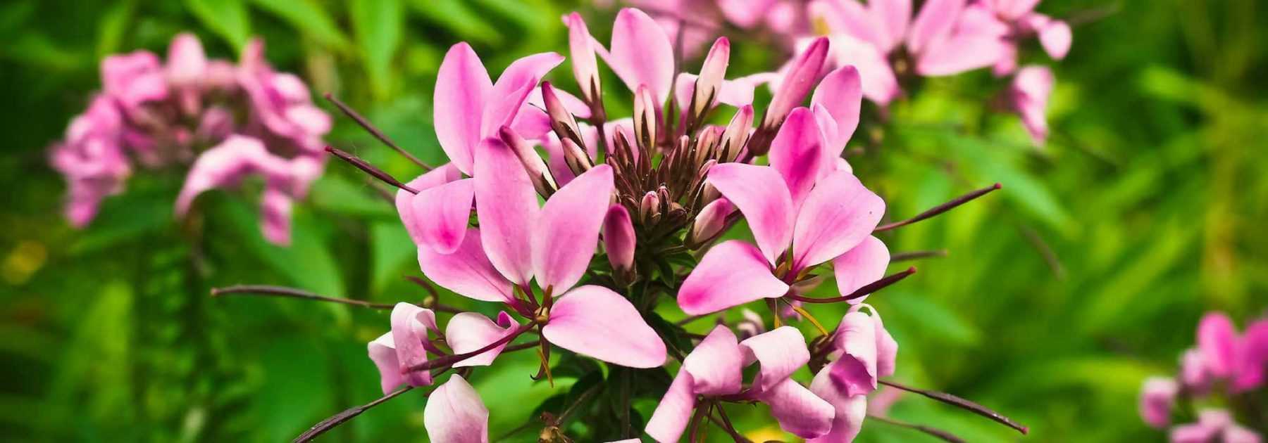 Spinnenblume, Cleome: Aussaat, Pflanzung und Pflege