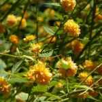 Japanische Kerrie, Kerria japonica: Pflanzen, Schneiden, Pflegen