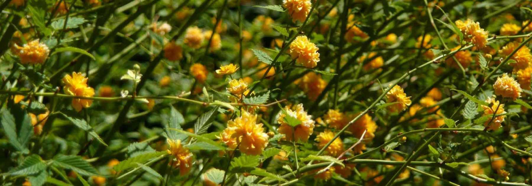 Japanische Kerrie, Kerria japonica: Pflanzen, Schneiden, Pflegen