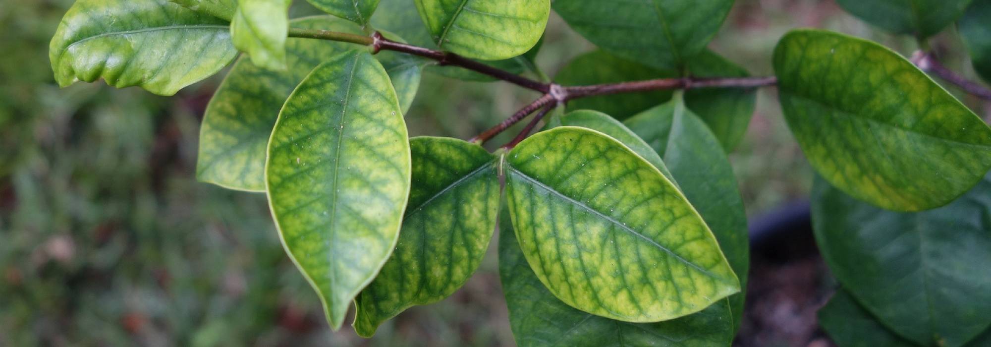 Eisenchlorose