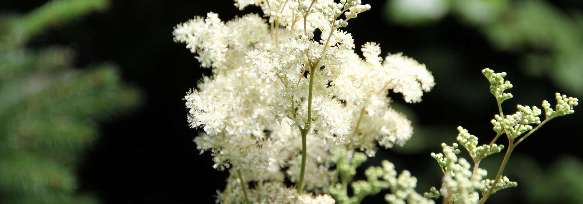 Mädesüß, Mädesüß: Pflanzen und Pflegen