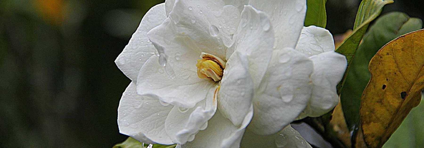 Gardenie: Pflanzung, Pflege, Schnitt, Bewässerung