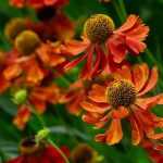 Helenium, Sonnenbraut: Pflanzung, Pflege und Kultivierung