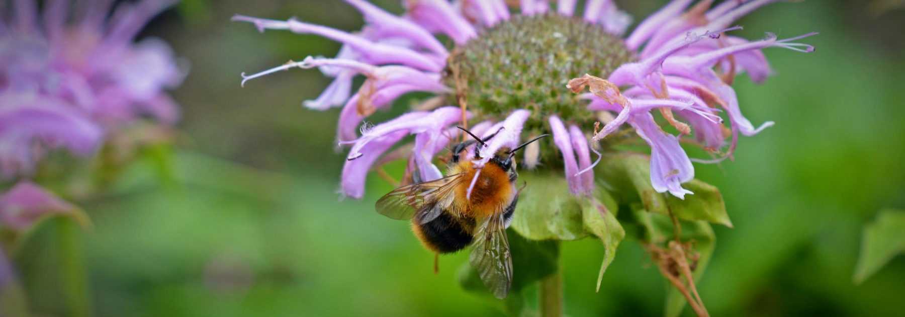 Monarde: Pflanzen, Pflegen und Kultivieren