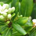 Pittosporum: Pflanzen, Pflegen und Schneiden