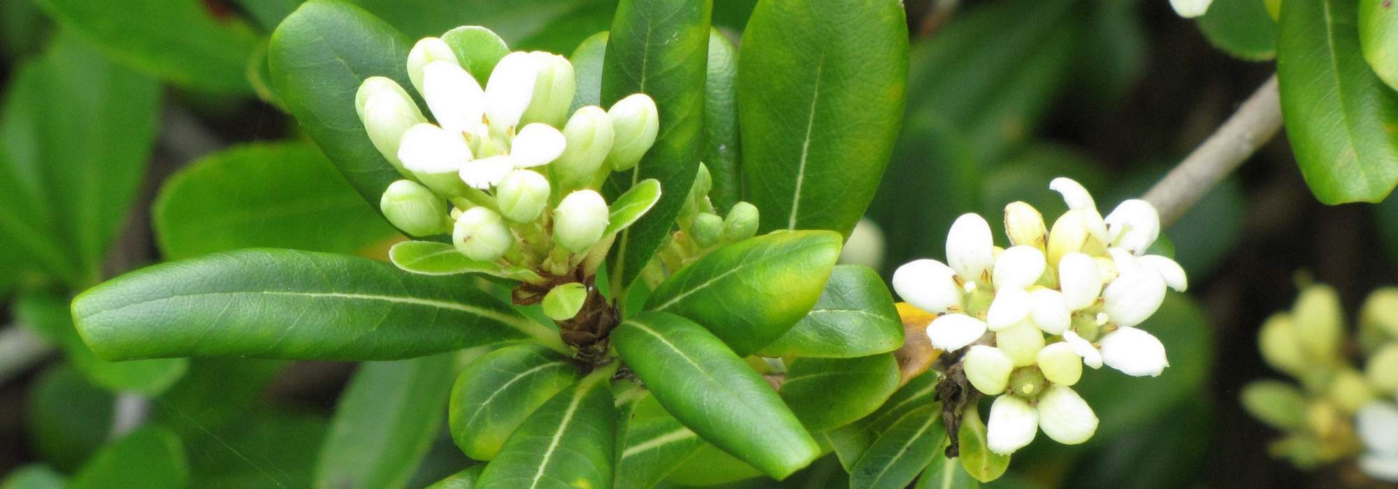 Pittosporum: Pflanzen, Pflegen und Schneiden