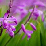 Bletilla, Gelbe Japanorchidee: Pflanzen, Kultivieren und Pflegen