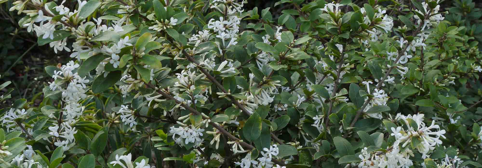 Stachelblättrige Duftblüte, Duftblüte: Pflanzung, Rückschnitt und Pflege